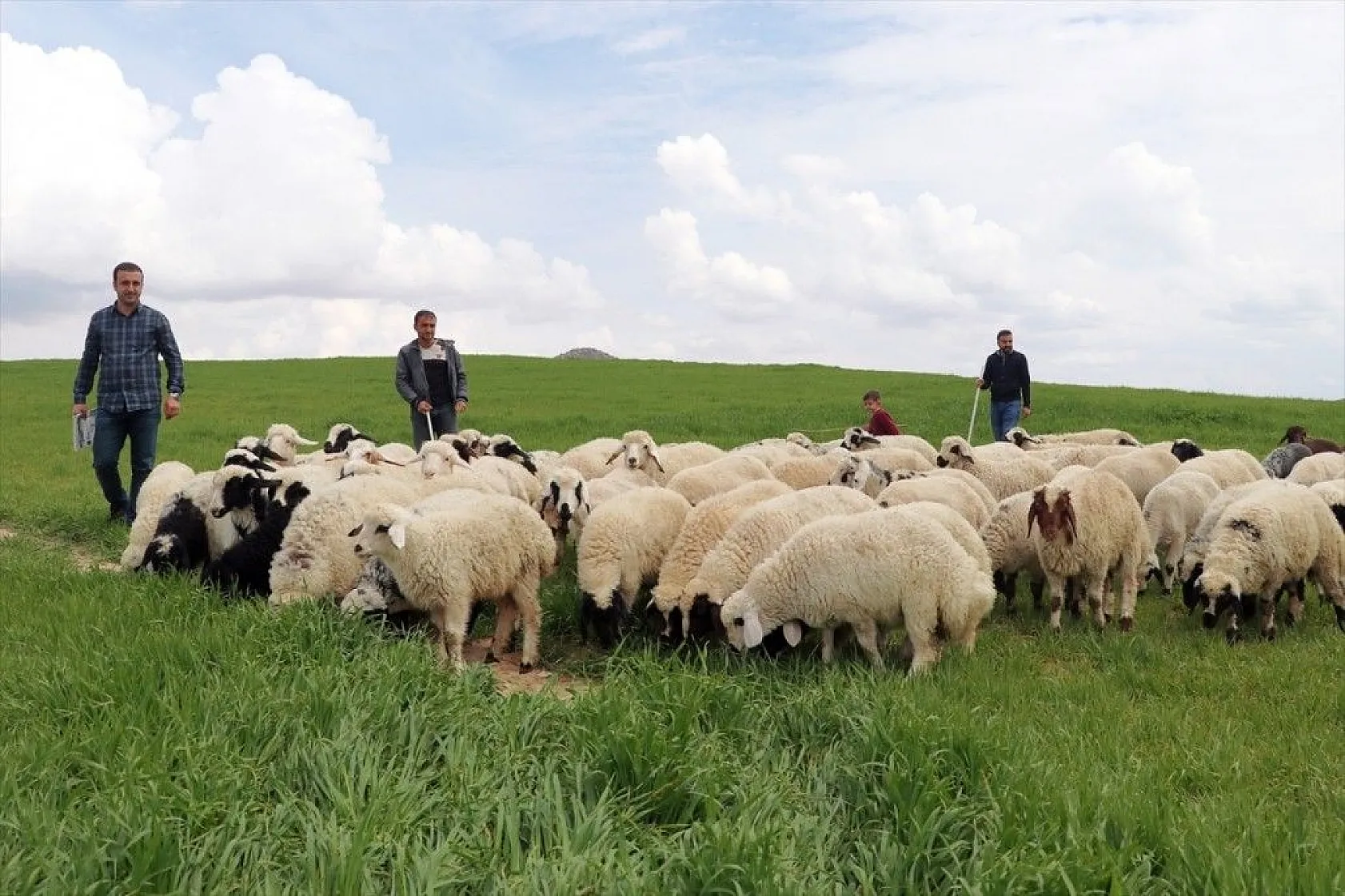Hafta içi mühendis hafta sonu çoban kardeşler