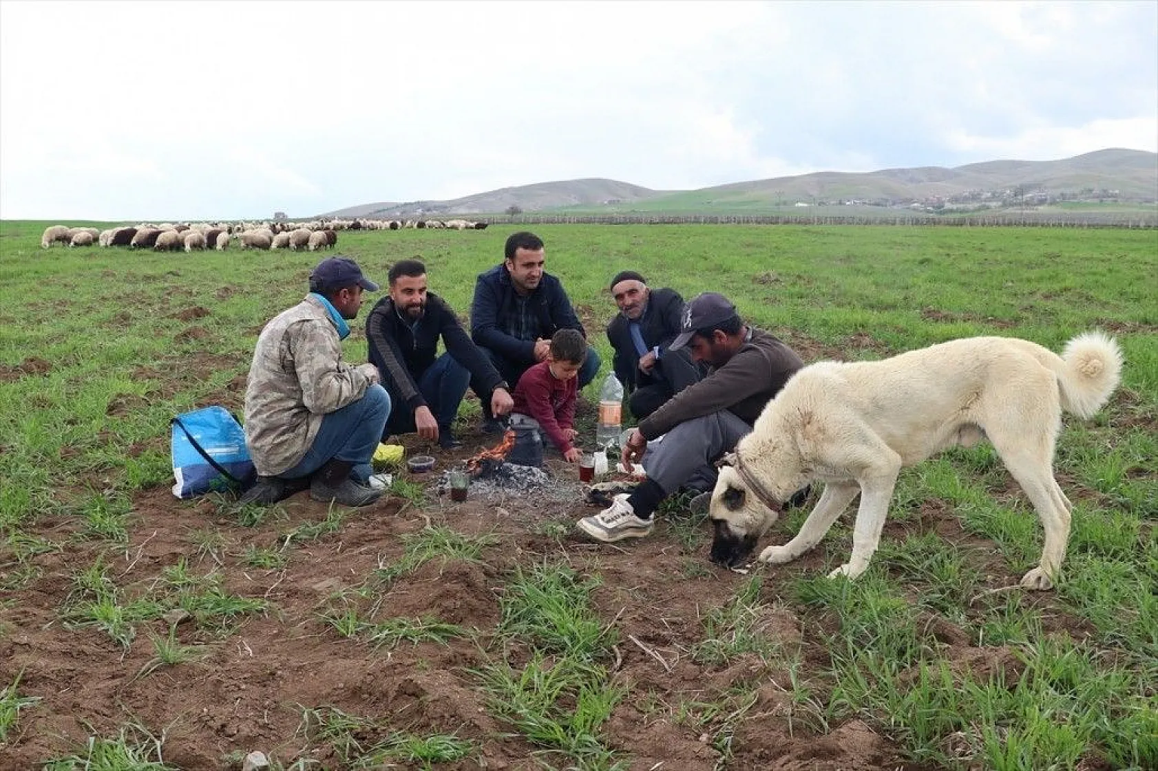Hafta içi mühendis hafta sonu çoban kardeşler