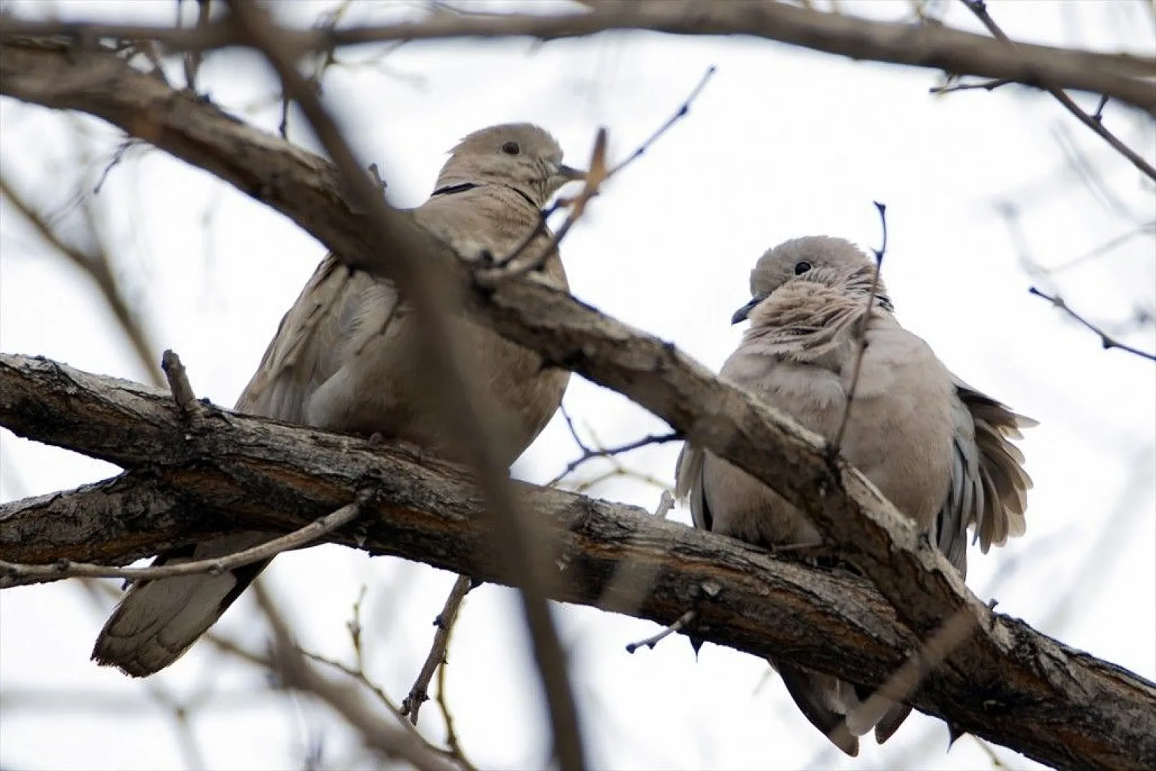 'Doğu'nun Çukurova'sı' kuşlarla cıvıl cıvıl