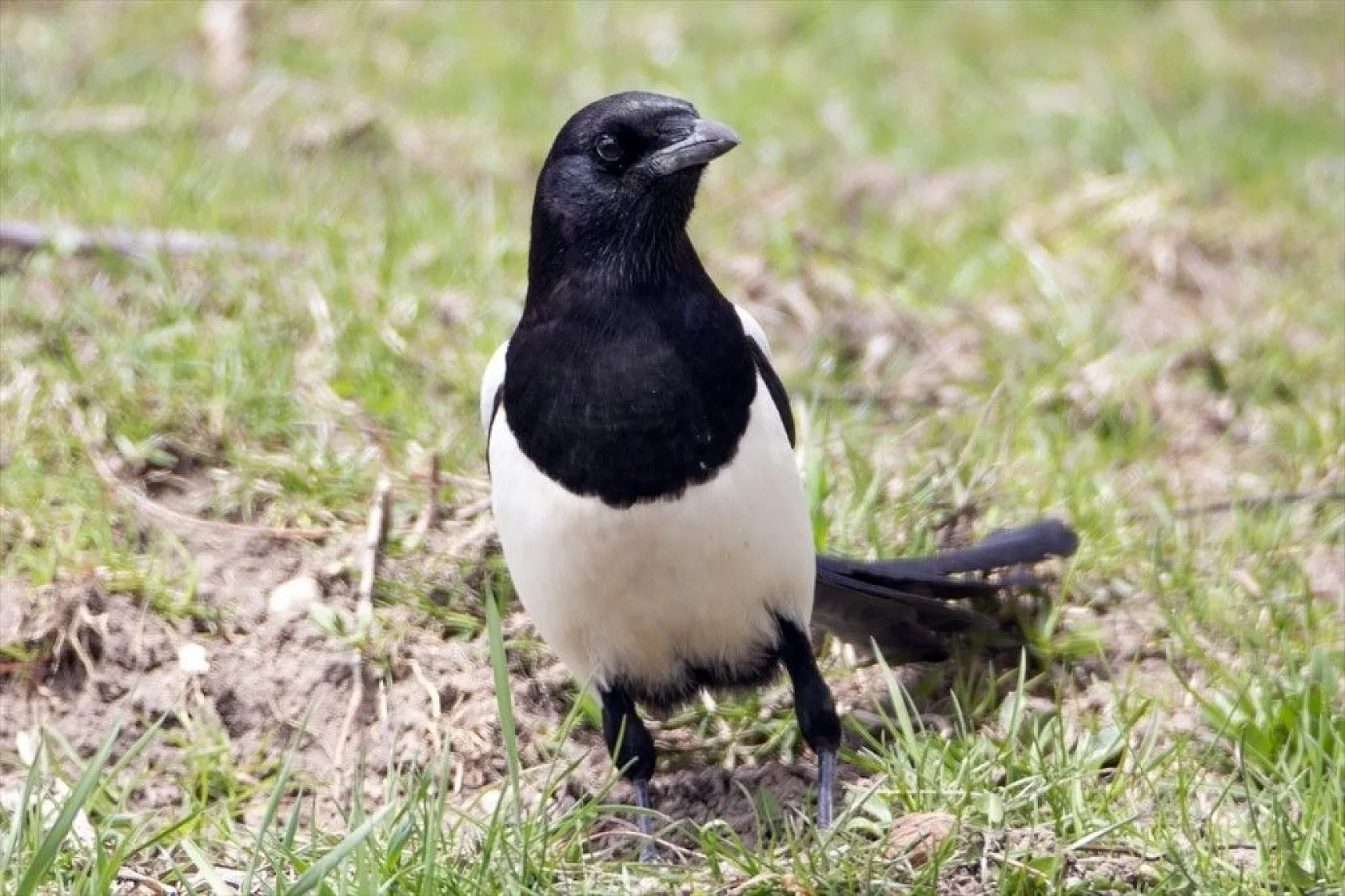 'Doğu'nun Çukurova'sı' kuşlarla cıvıl cıvıl