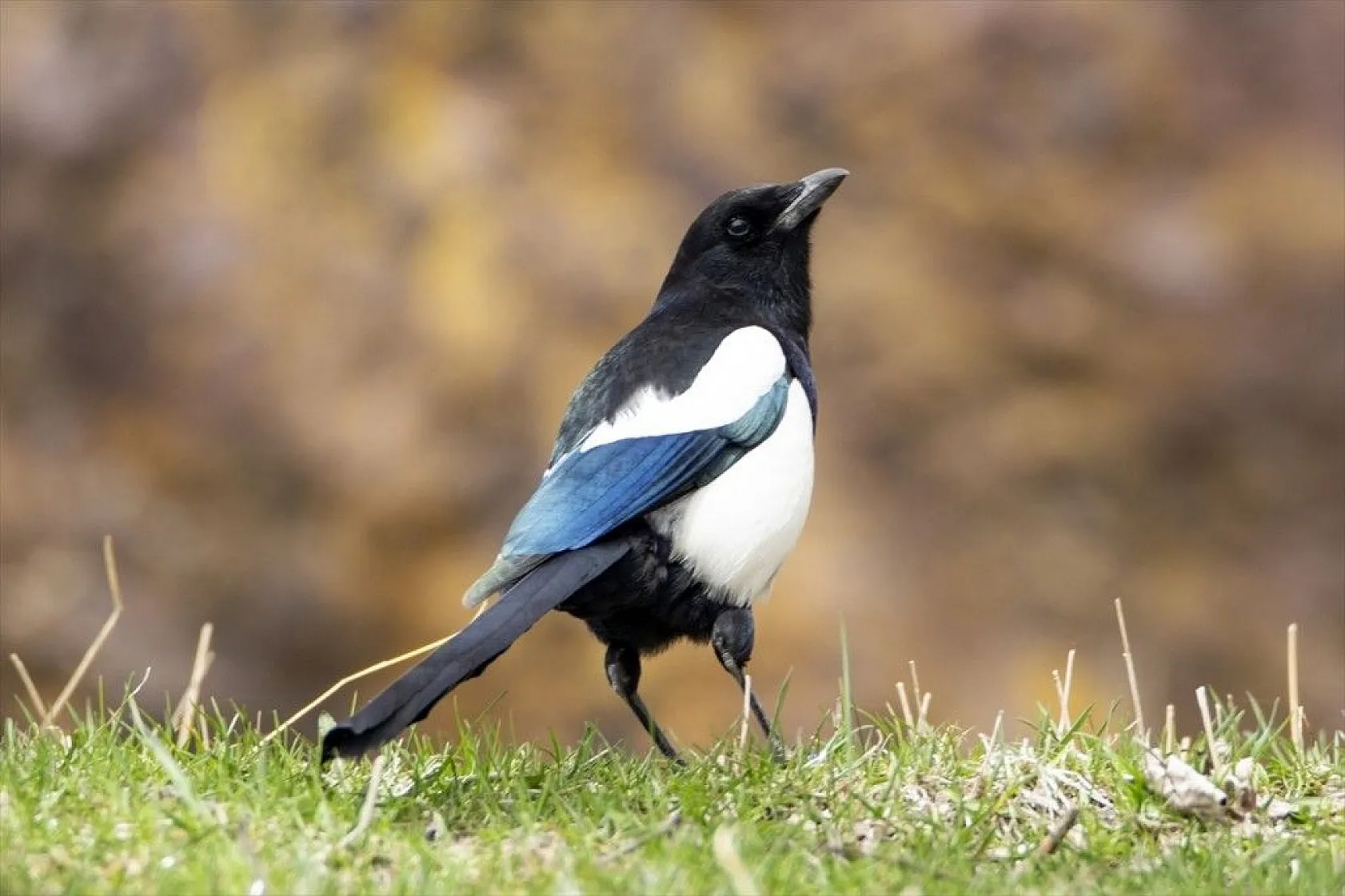 'Doğu'nun Çukurova'sı' kuşlarla cıvıl cıvıl