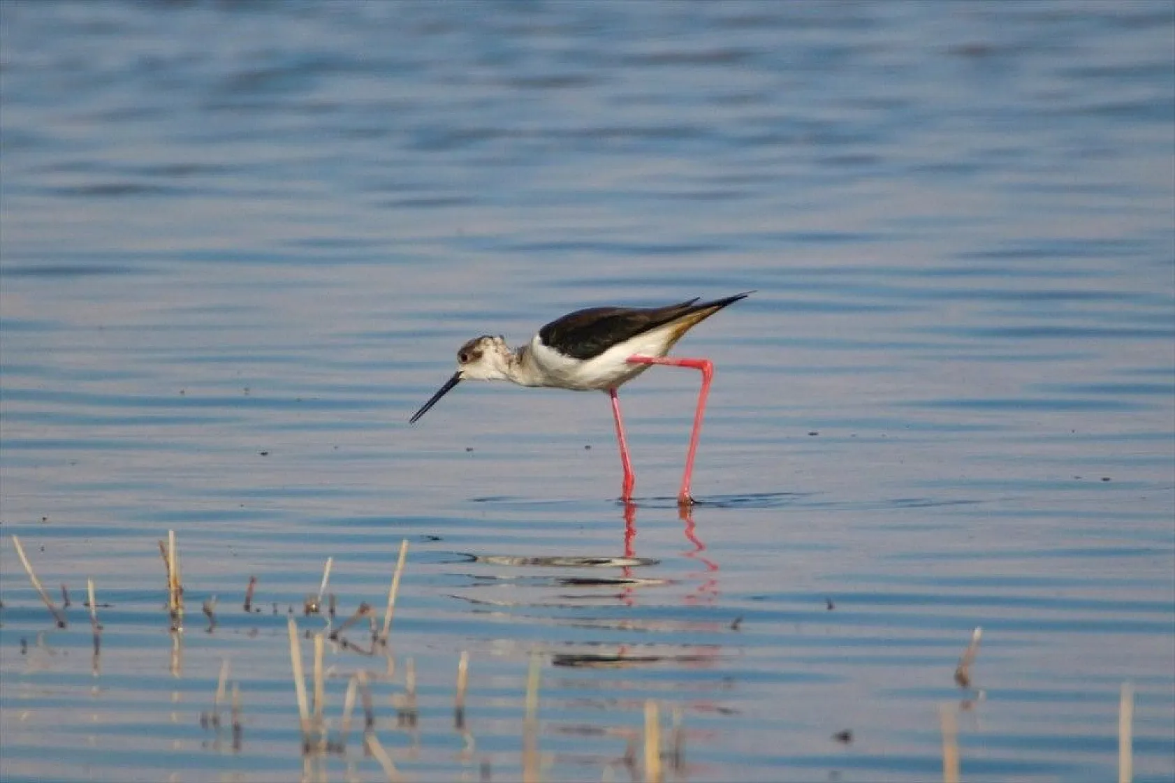 'Doğu'nun Çukurova'sı' kuşlarla cıvıl cıvıl