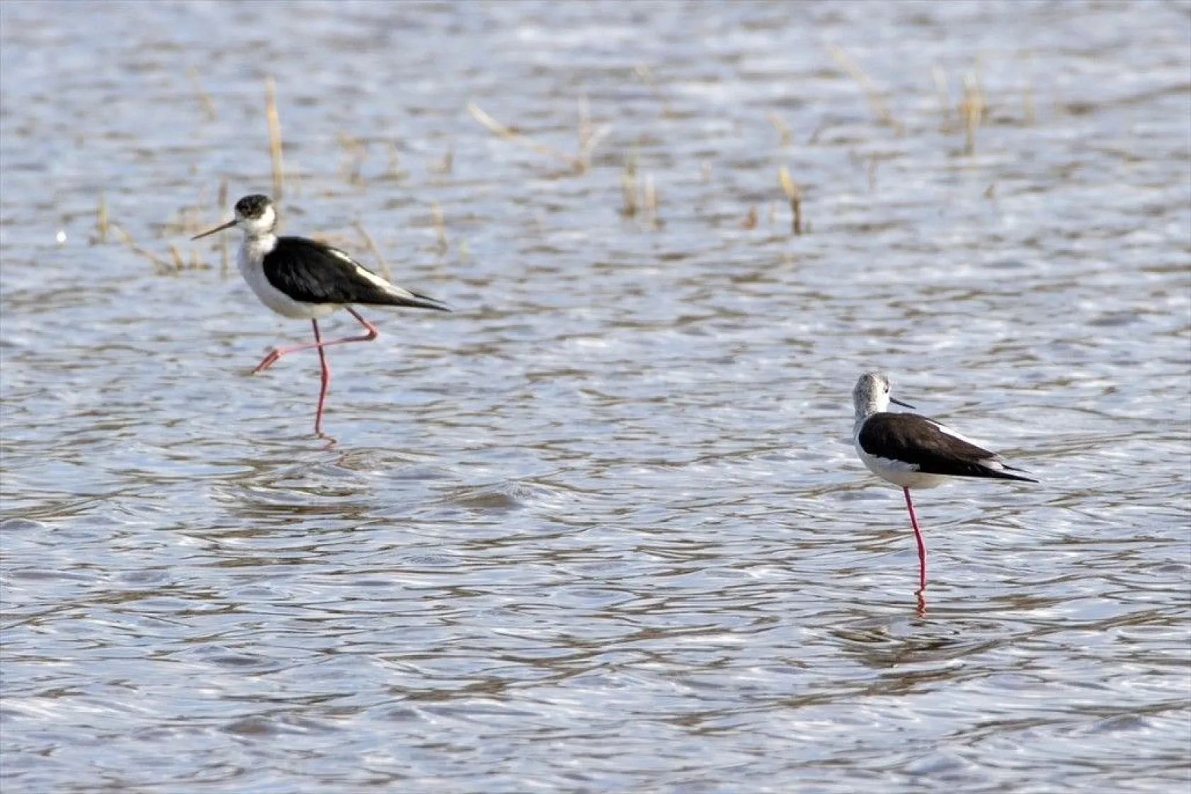 'Doğu'nun Çukurova'sı' kuşlarla cıvıl cıvıl