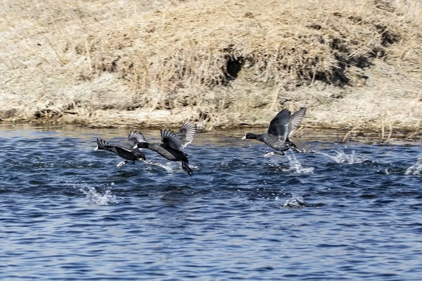 'Doğu'nun Çukurova'sı' kuşlarla cıvıl cıvıl