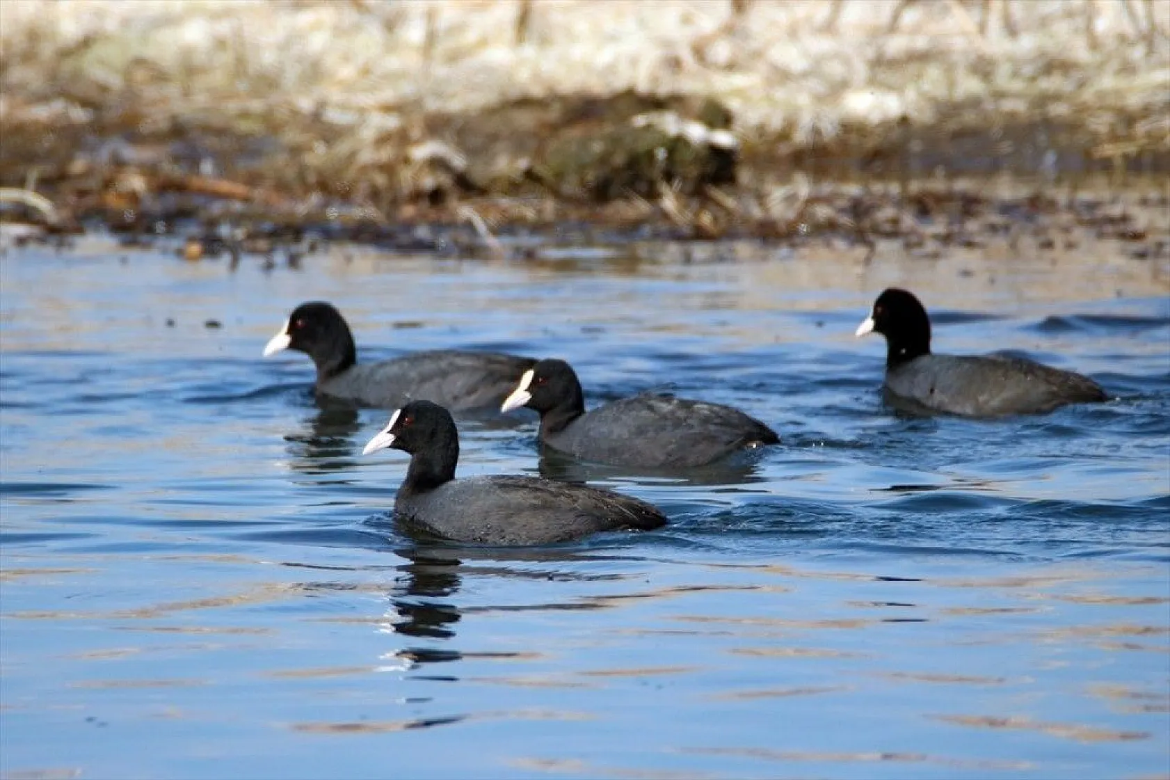 'Doğu'nun Çukurova'sı' kuşlarla cıvıl cıvıl