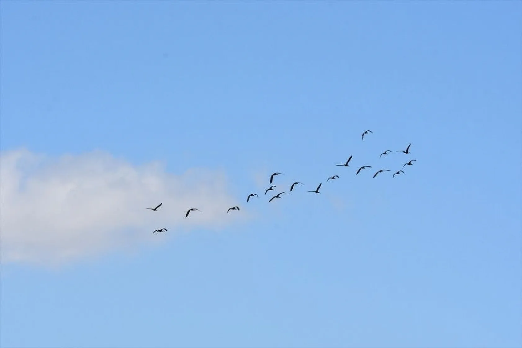 Muş Ovası kuş türlerine ev sahipliği yapıyor