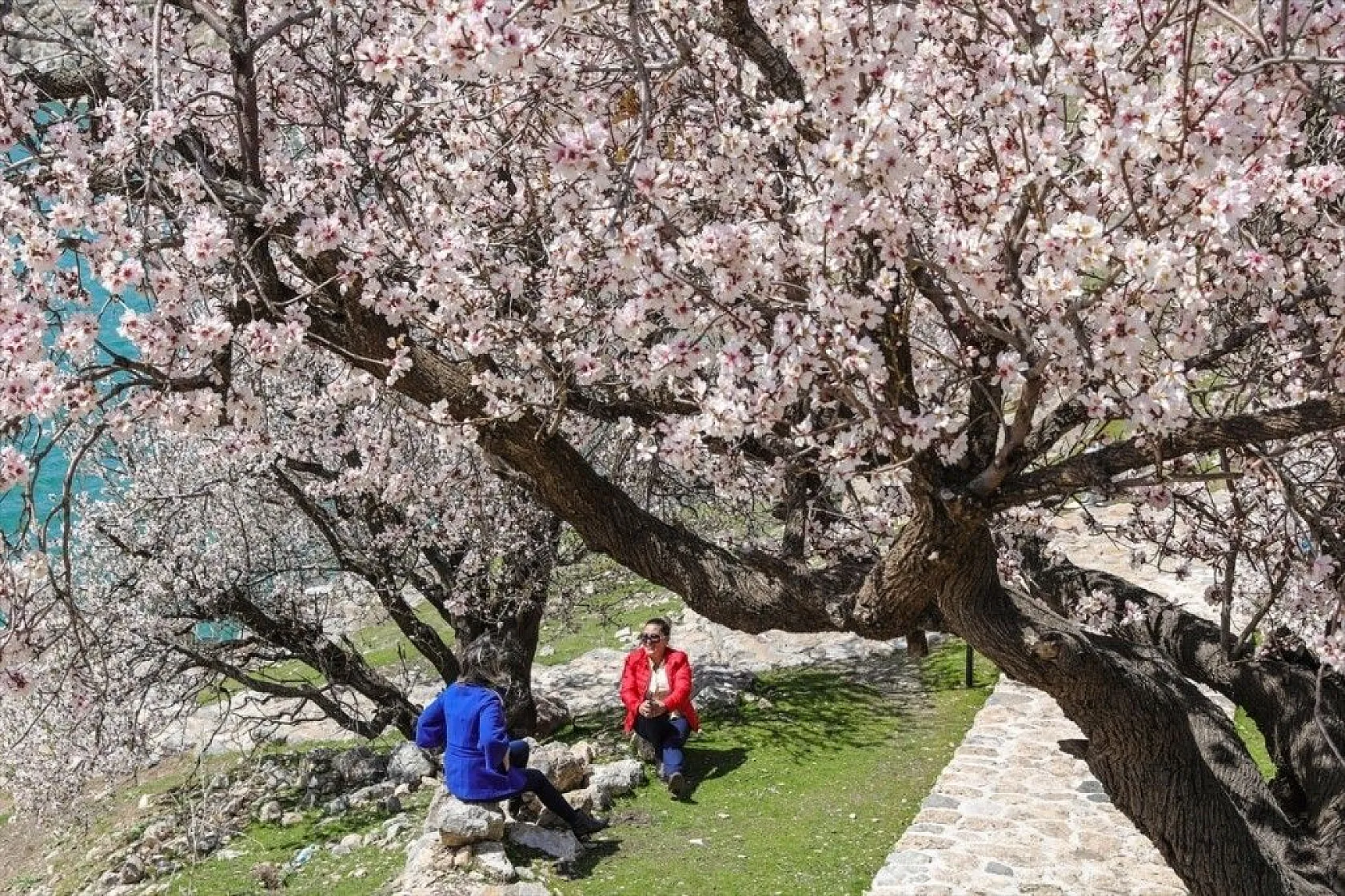 Çiçeklere bürünen Akdamar Adası görsel şölen sunuyor