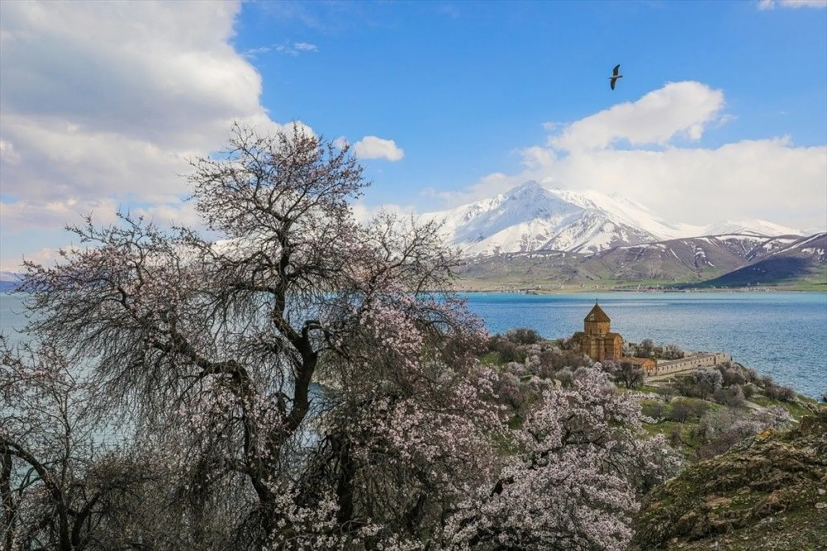 Çiçeklere bürünen Akdamar Adası görsel şölen sunuyor