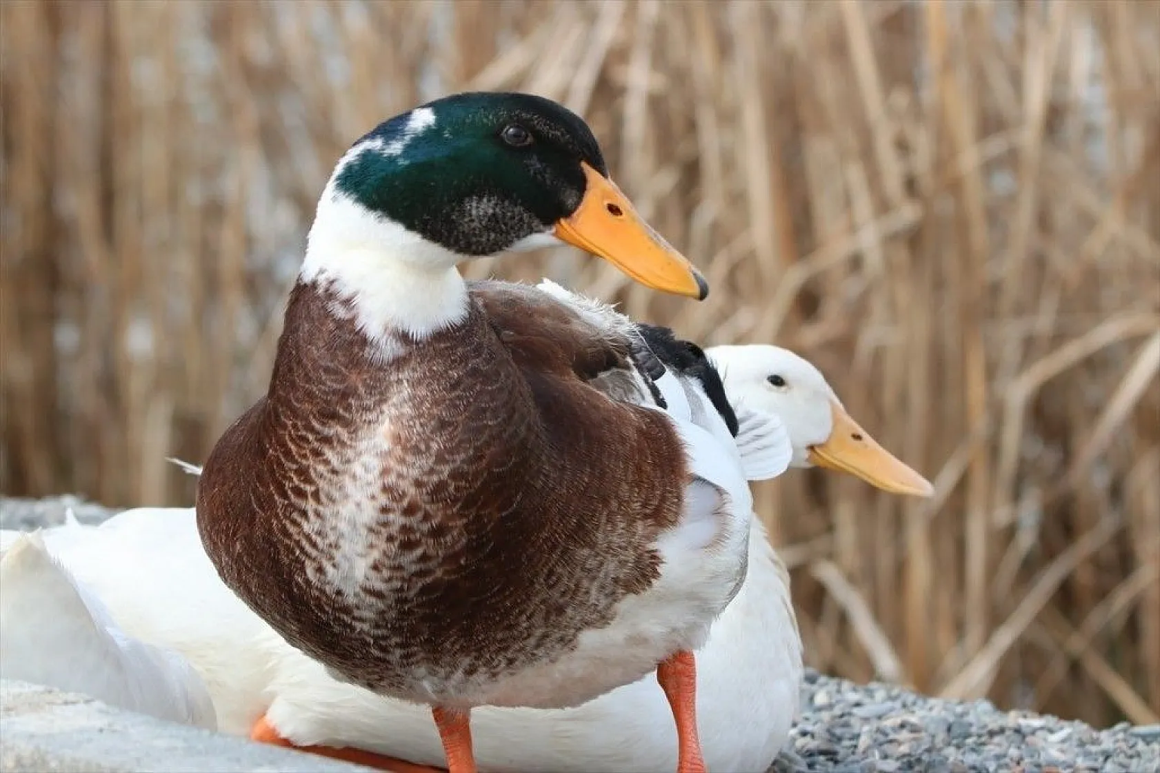 Türkülere ilham veren allı turnalar Anadolu'yu mesken tuttu