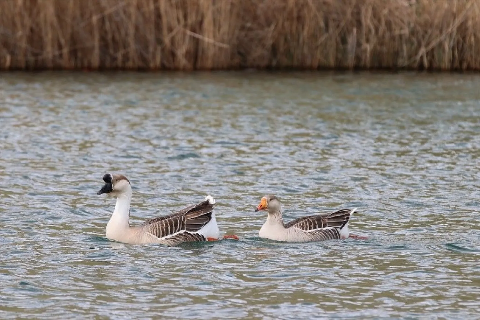 Türkülere ilham veren allı turnalar Anadolu'yu mesken tuttu