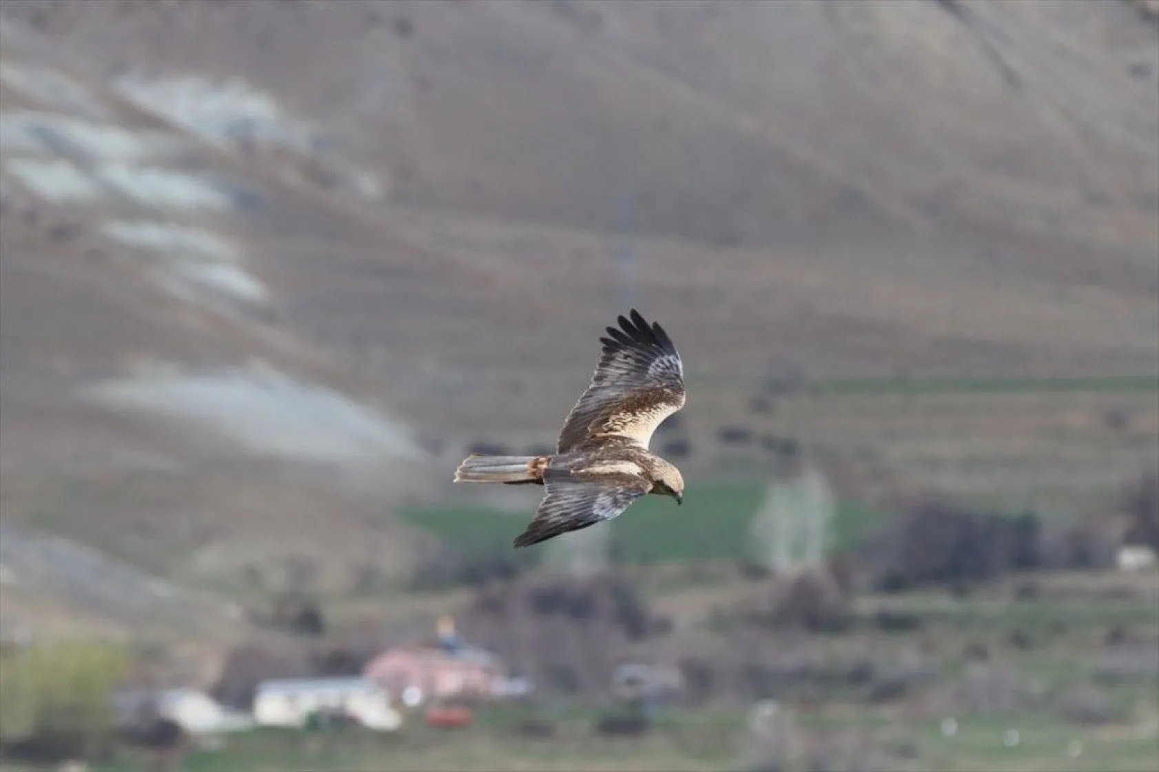 Türkülere ilham veren allı turnalar Anadolu'yu mesken tuttu
