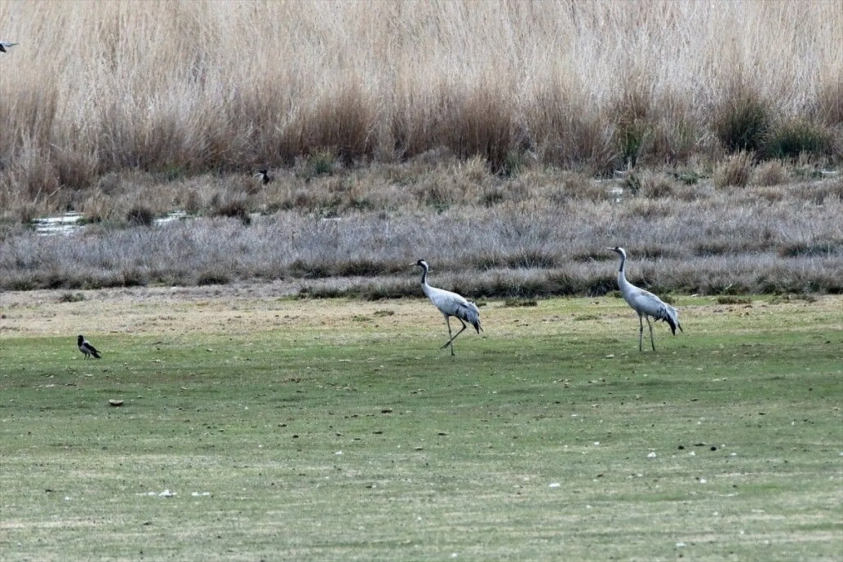 Türkülere ilham veren allı turnalar Anadolu'yu mesken tuttu