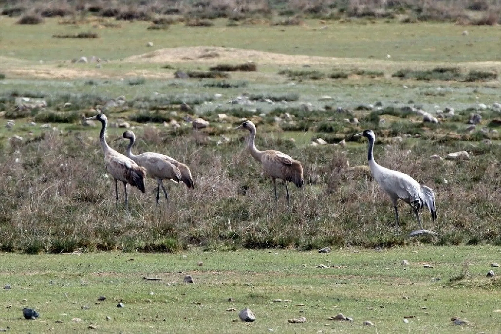 Türkülere ilham veren allı turnalar Anadolu'yu mesken tuttu