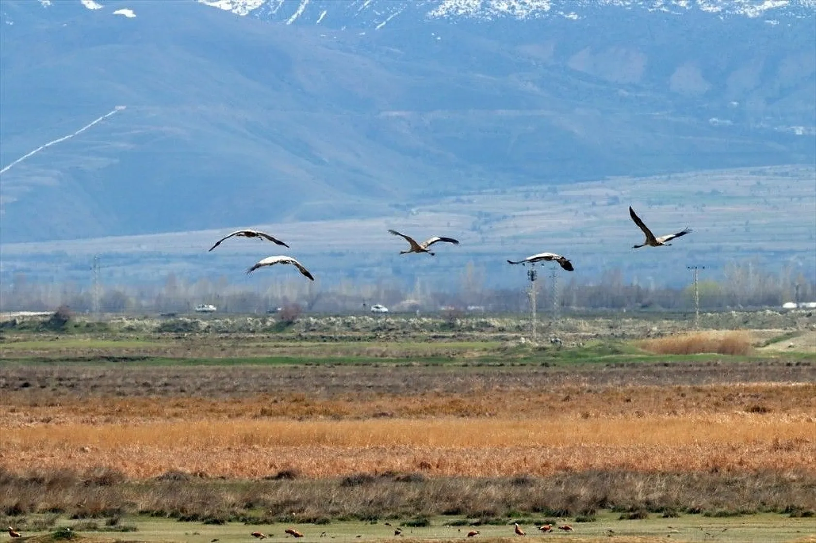 Türkülere ilham veren allı turnalar Anadolu'yu mesken tuttu