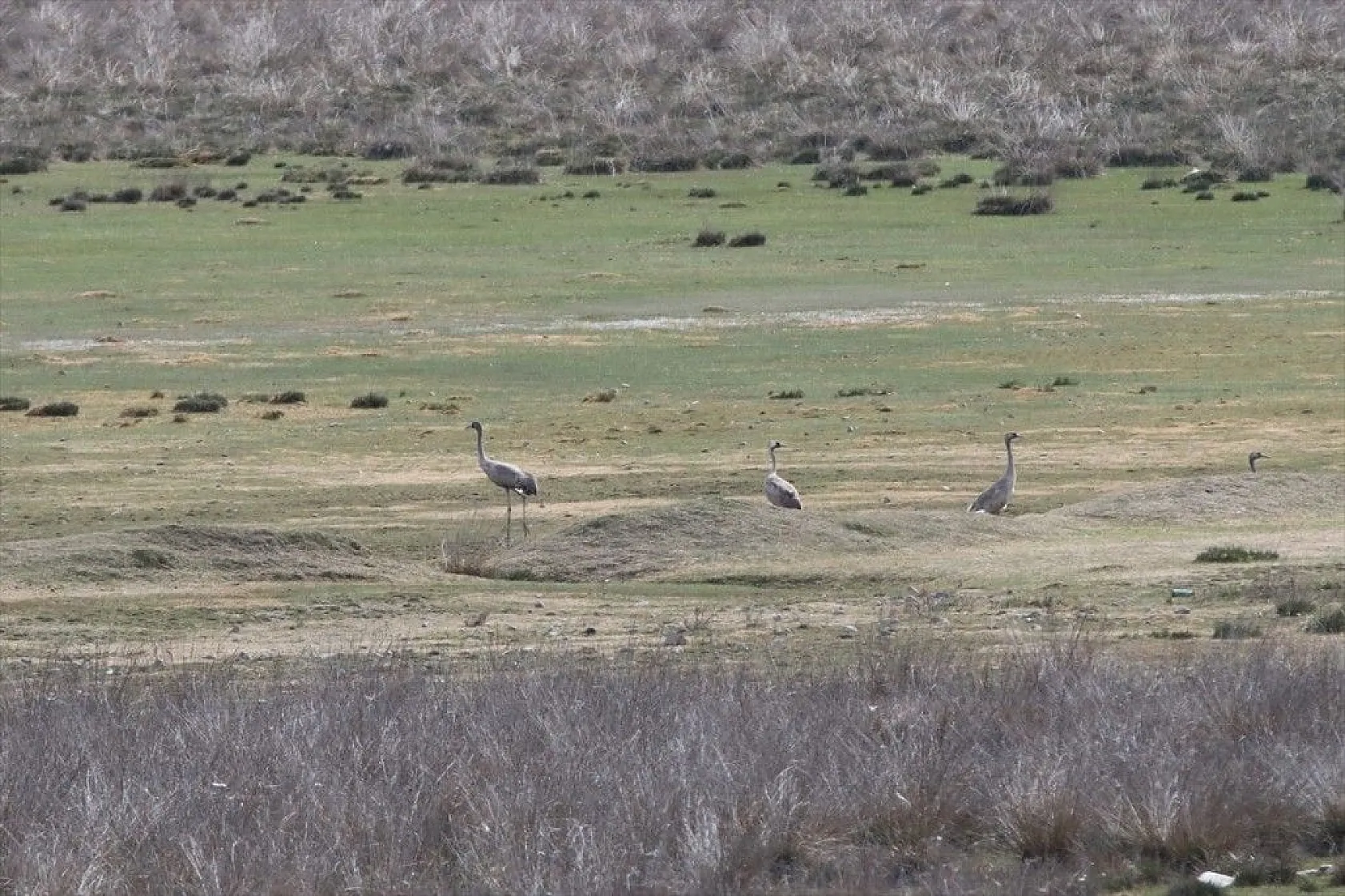 Türkülere ilham veren allı turnalar Anadolu'yu mesken tuttu