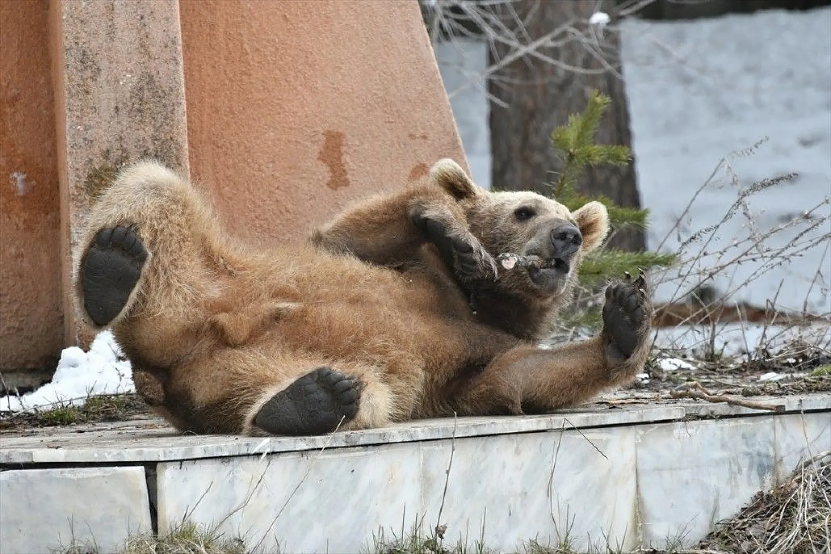 Aç kalan ayı yavrusu ilçeye indi