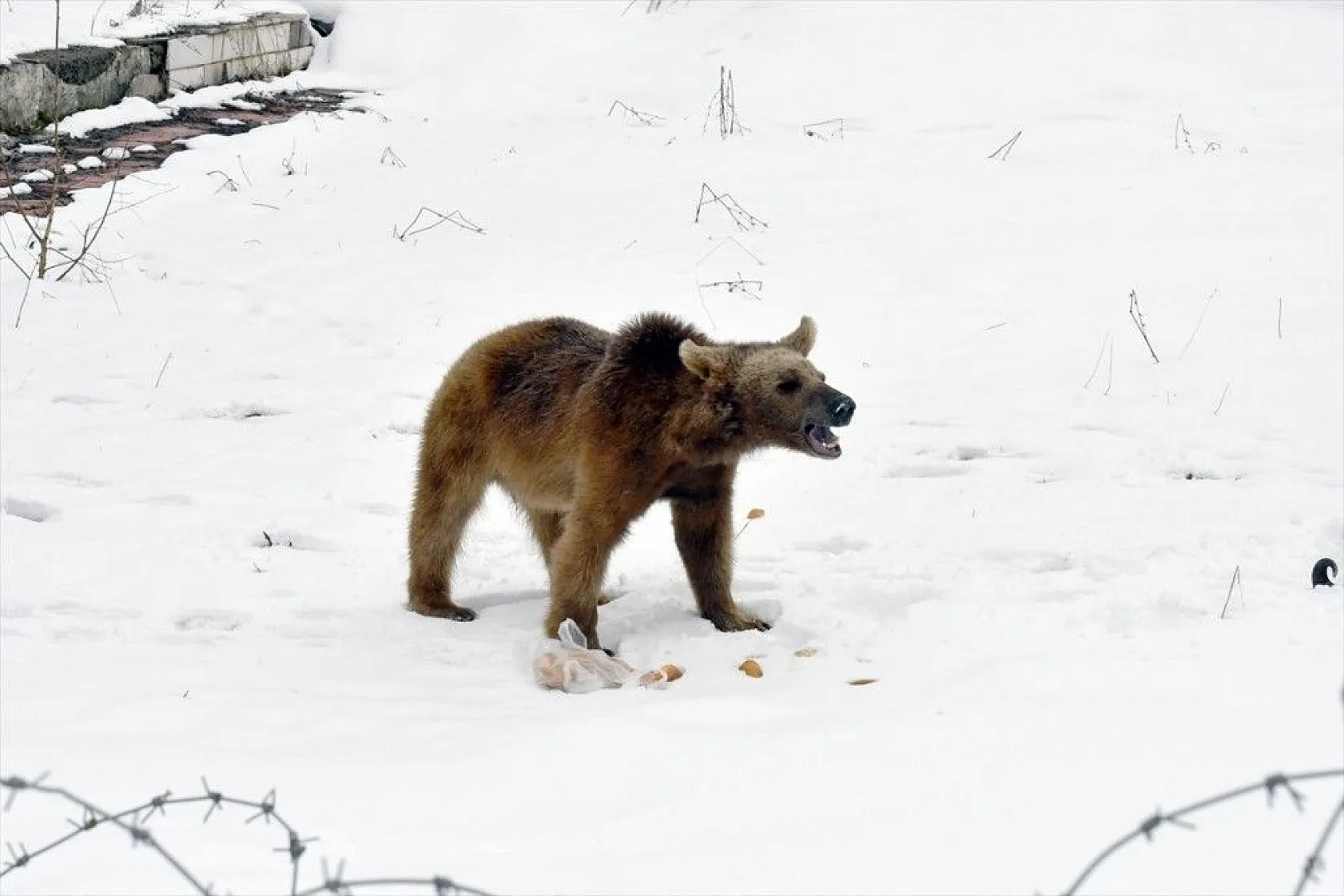 Aç kalan ayı yavrusu ilçeye indi