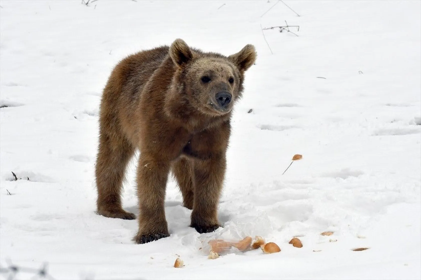 Aç kalan ayı yavrusu ilçeye indi