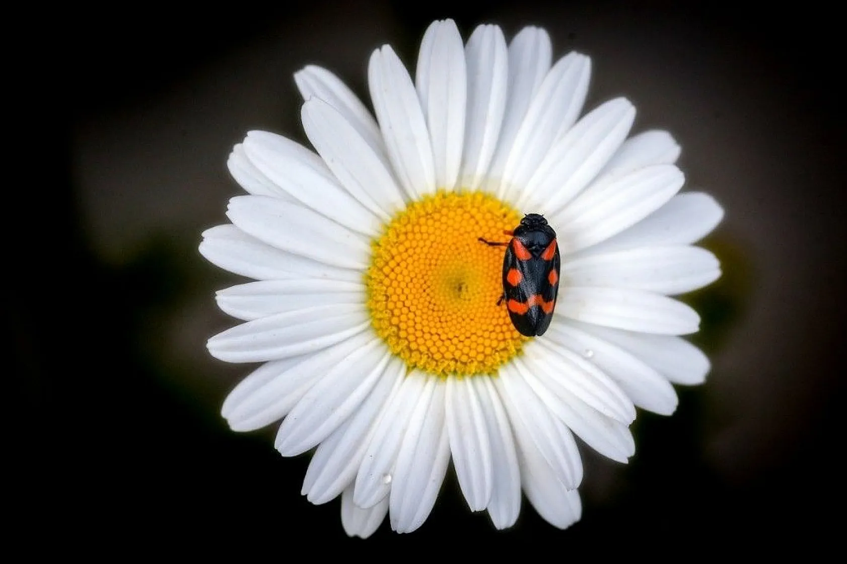 Doğa ilkbaharla canlandı