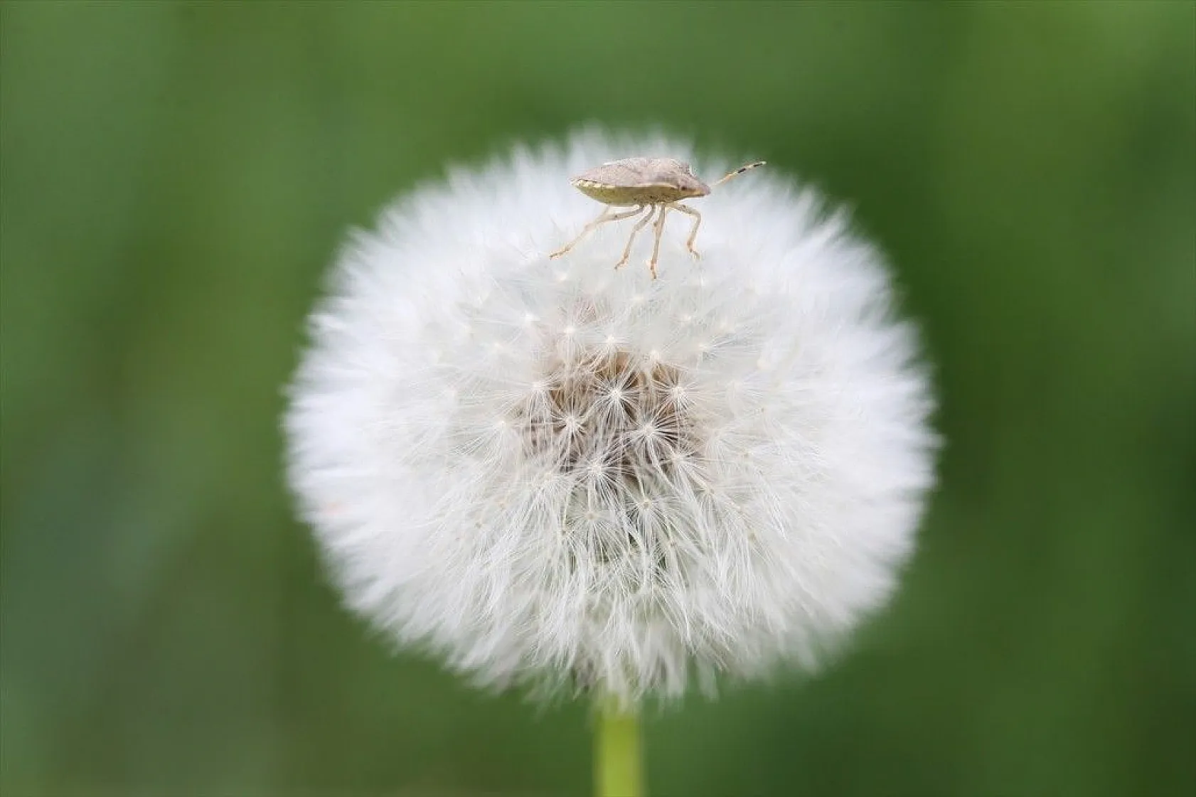 Doğa ilkbaharla canlandı