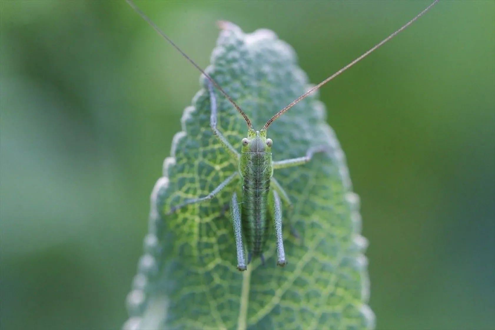 Doğa ilkbaharla canlandı