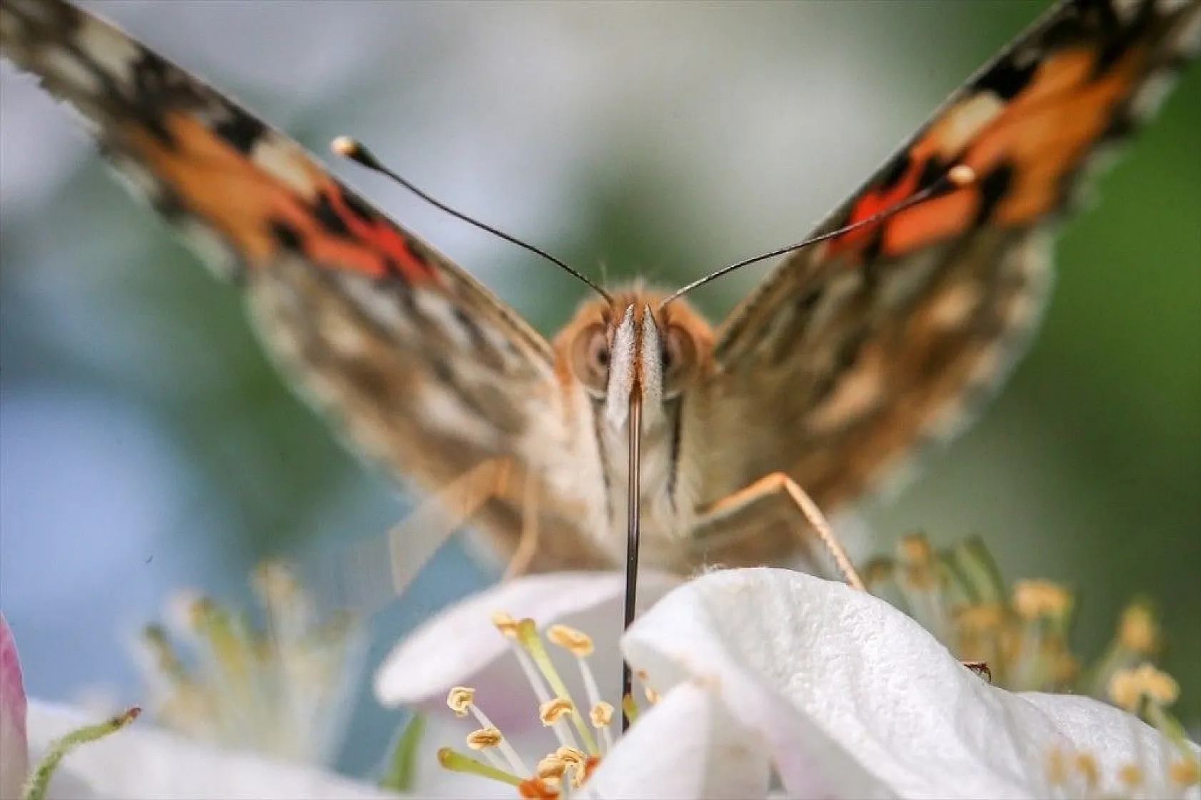 Doğa ilkbaharla canlandı