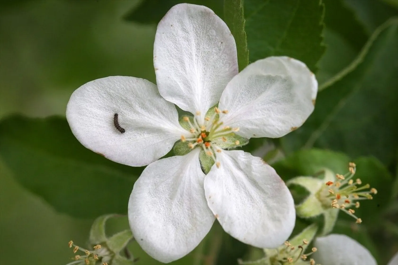 Doğa ilkbaharla canlandı