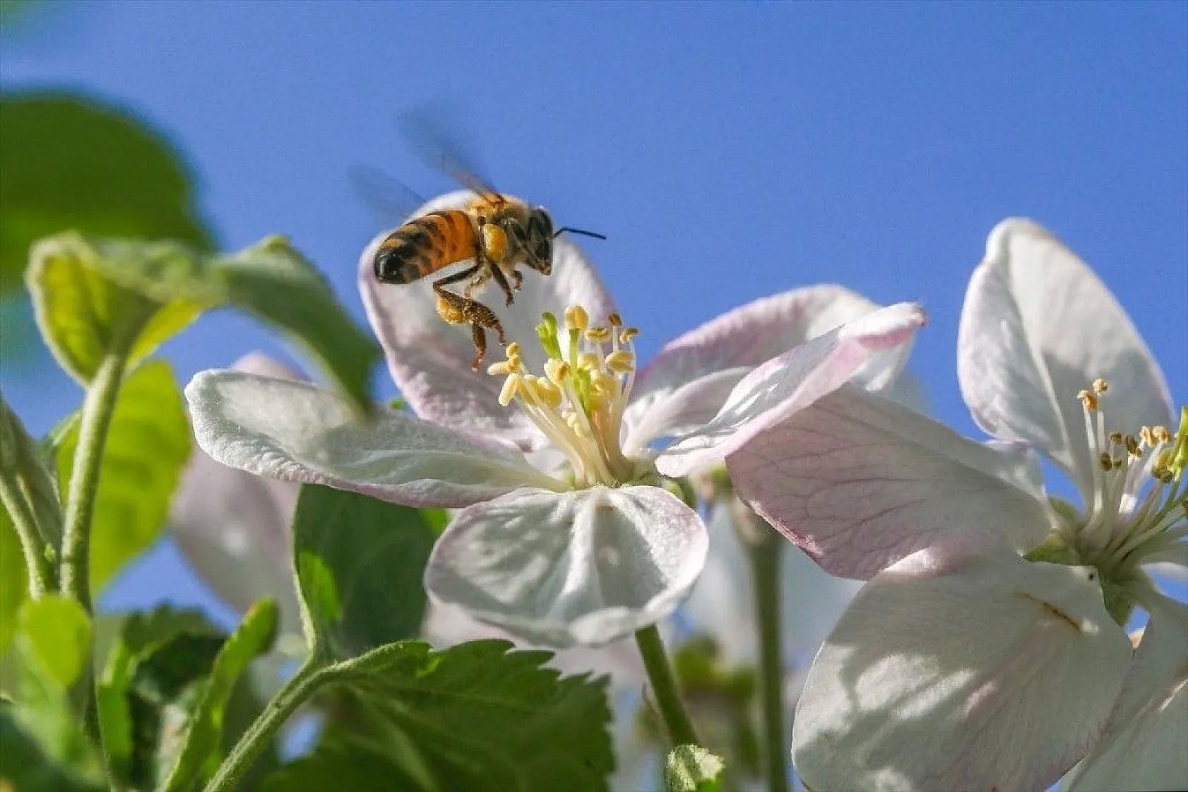 Doğa ilkbaharla canlandı