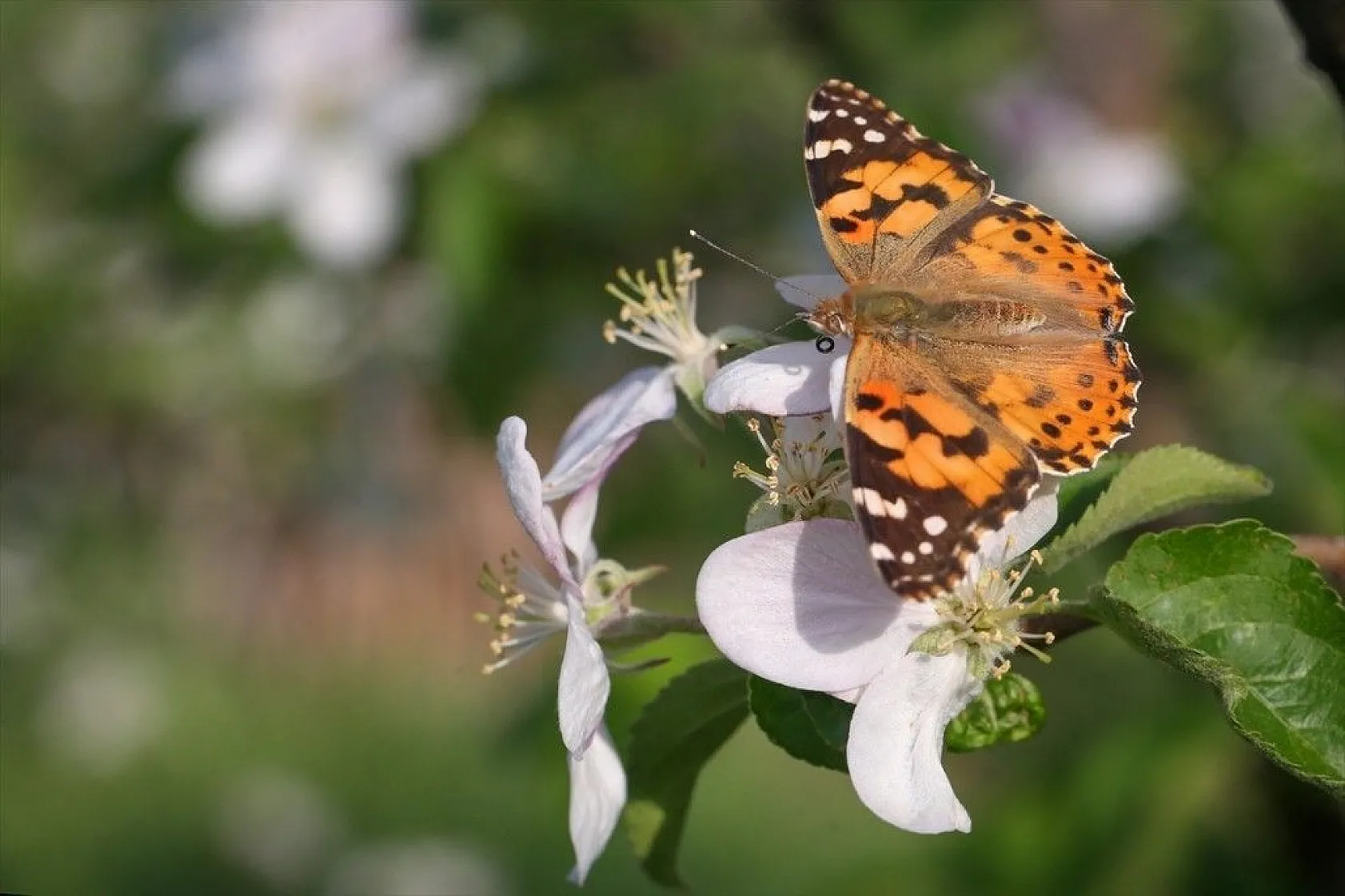Doğa ilkbaharla canlandı