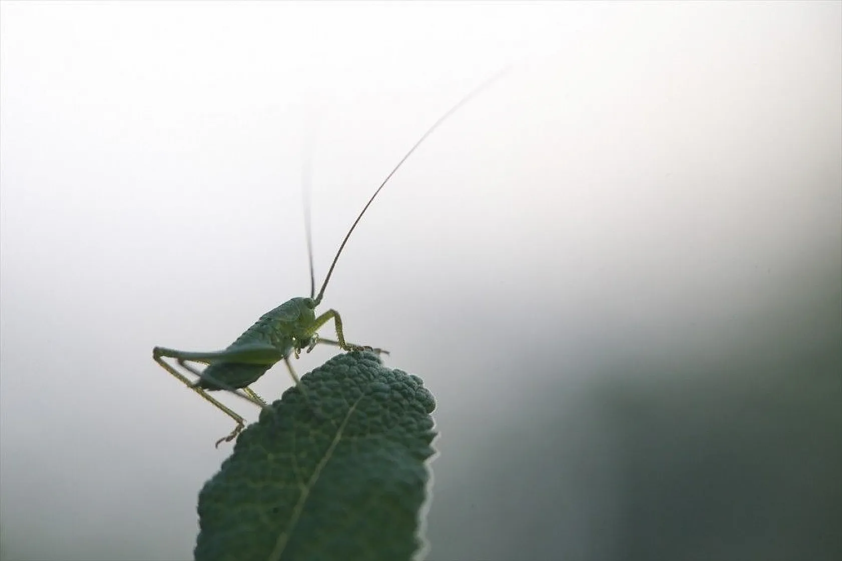 Doğa ilkbaharla canlandı