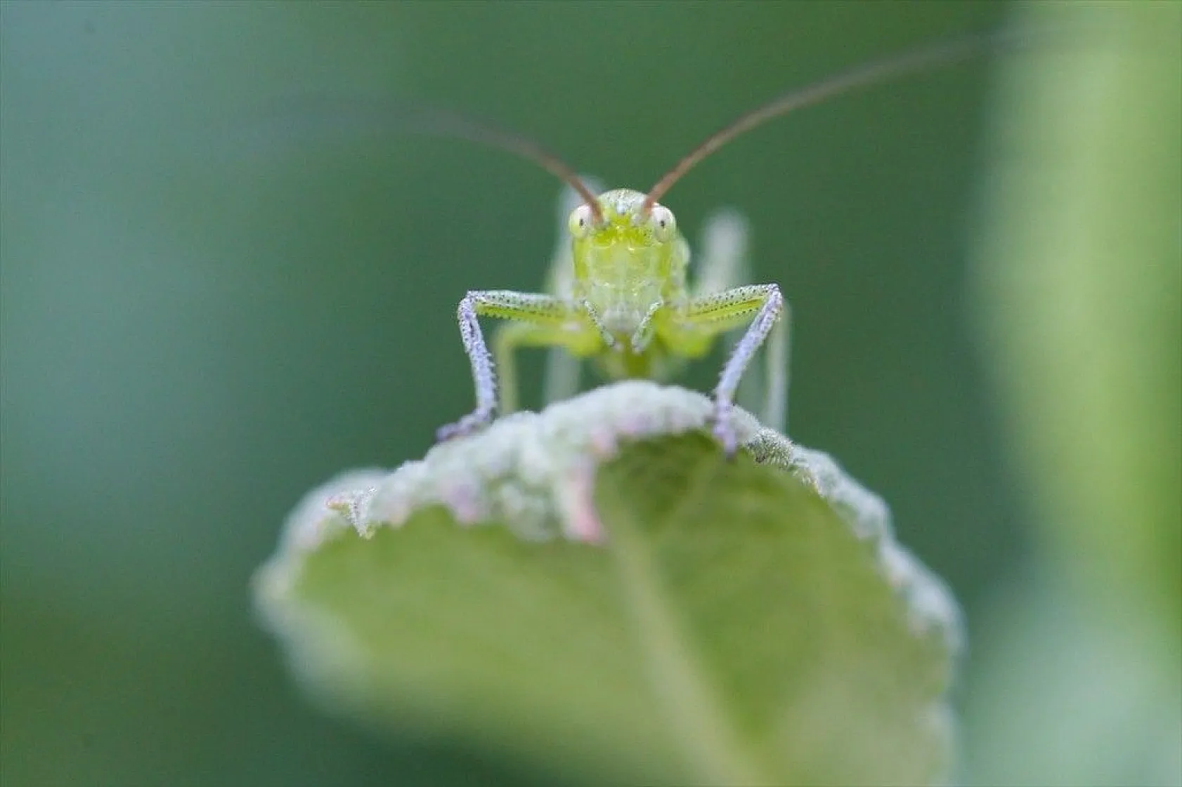 Doğa ilkbaharla canlandı