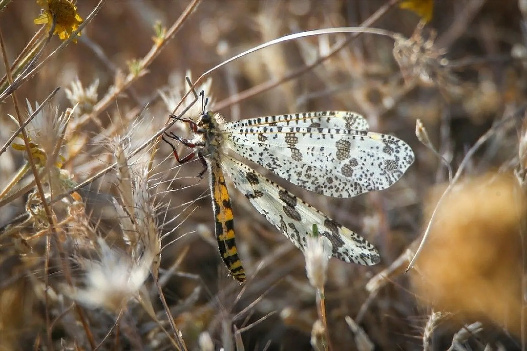 Doğa ilkbaharla canlandı