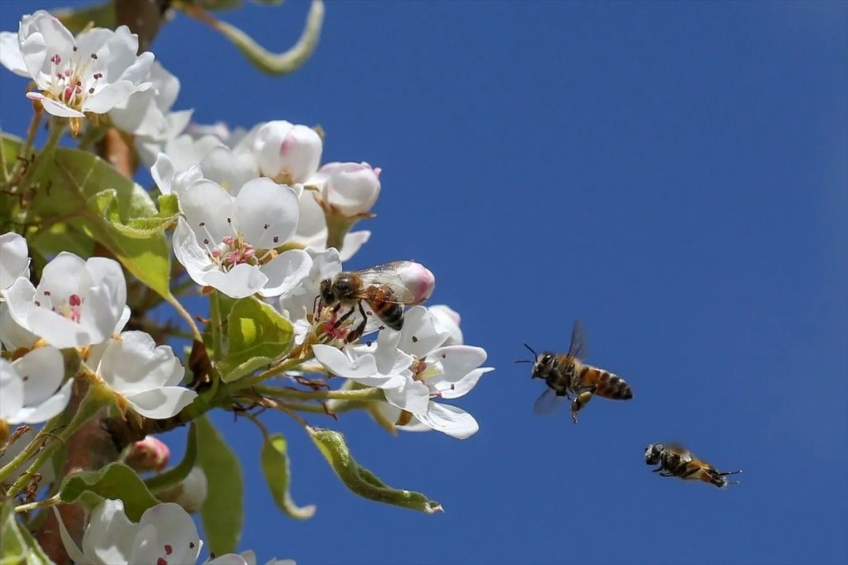 Doğa ilkbaharla canlandı