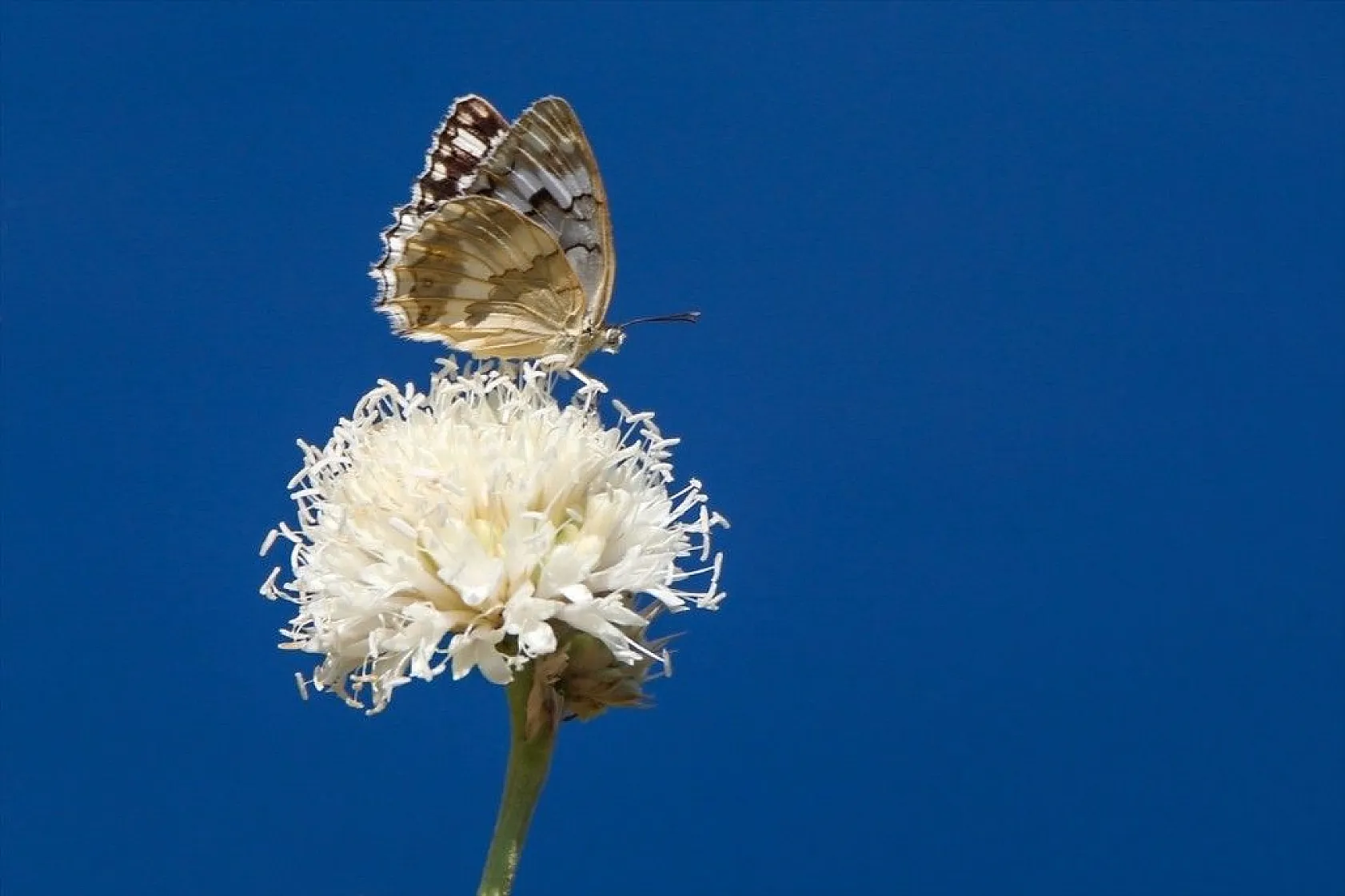 Doğa ilkbaharla canlandı