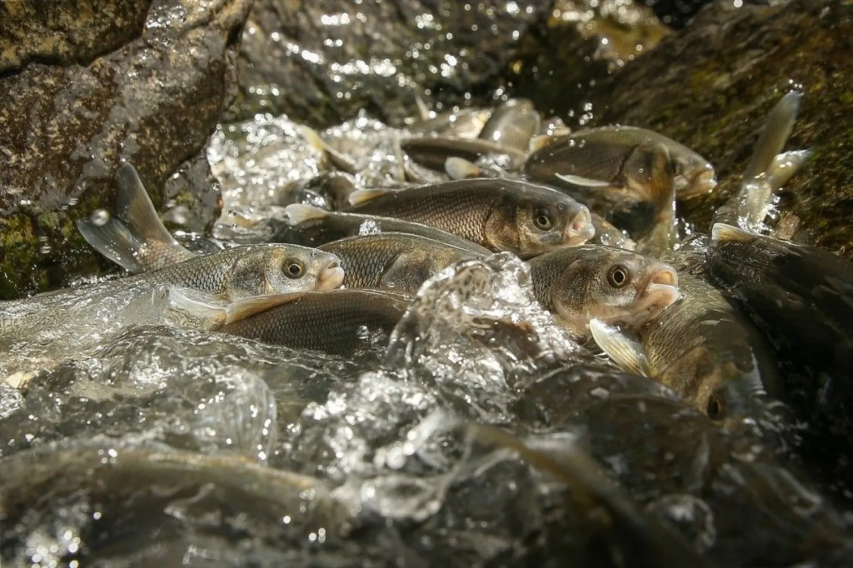 İnci kefalinin zorlu yolculuğu sürüyor