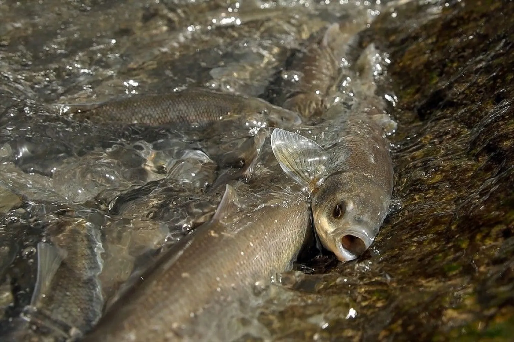 İnci kefalinin zorlu yolculuğu sürüyor