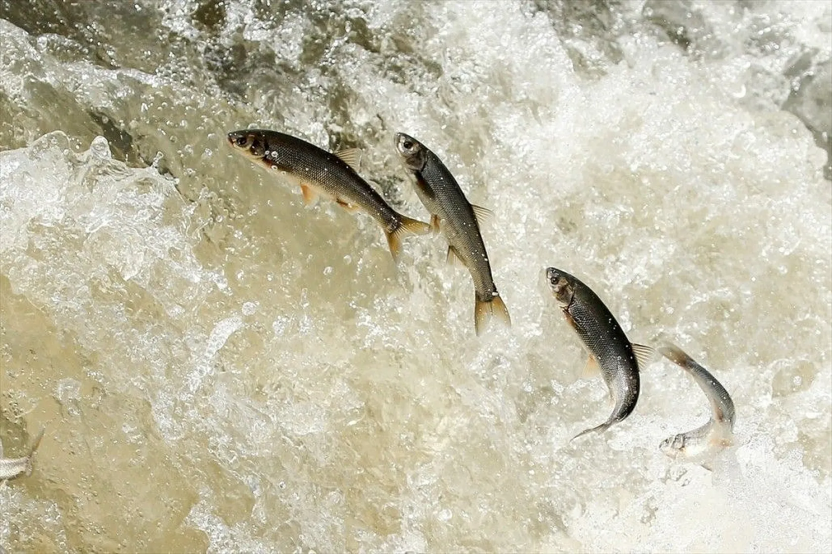 İnci kefalinin zorlu yolculuğu sürüyor