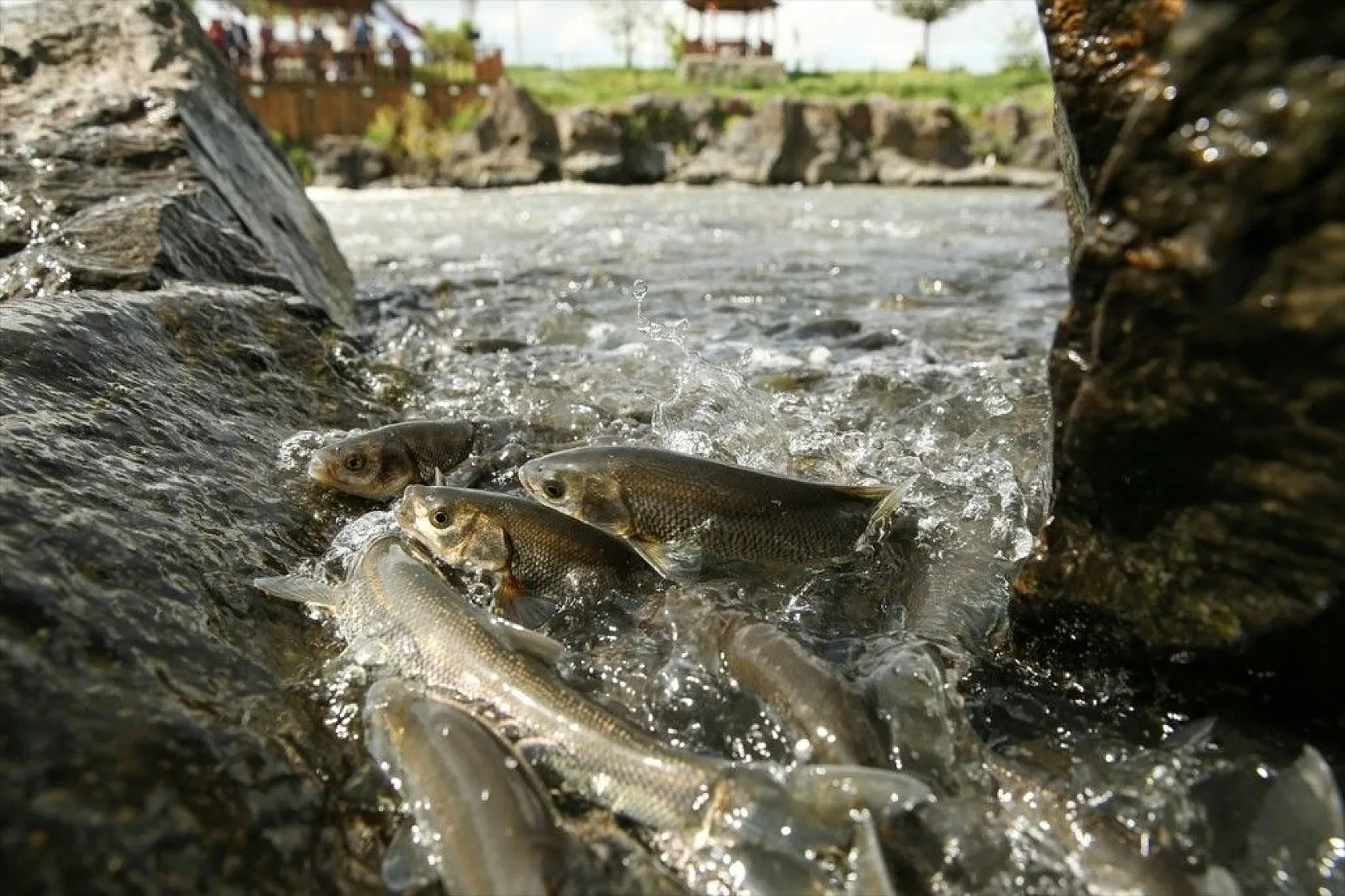 İnci kefalinin zorlu yolculuğu sürüyor