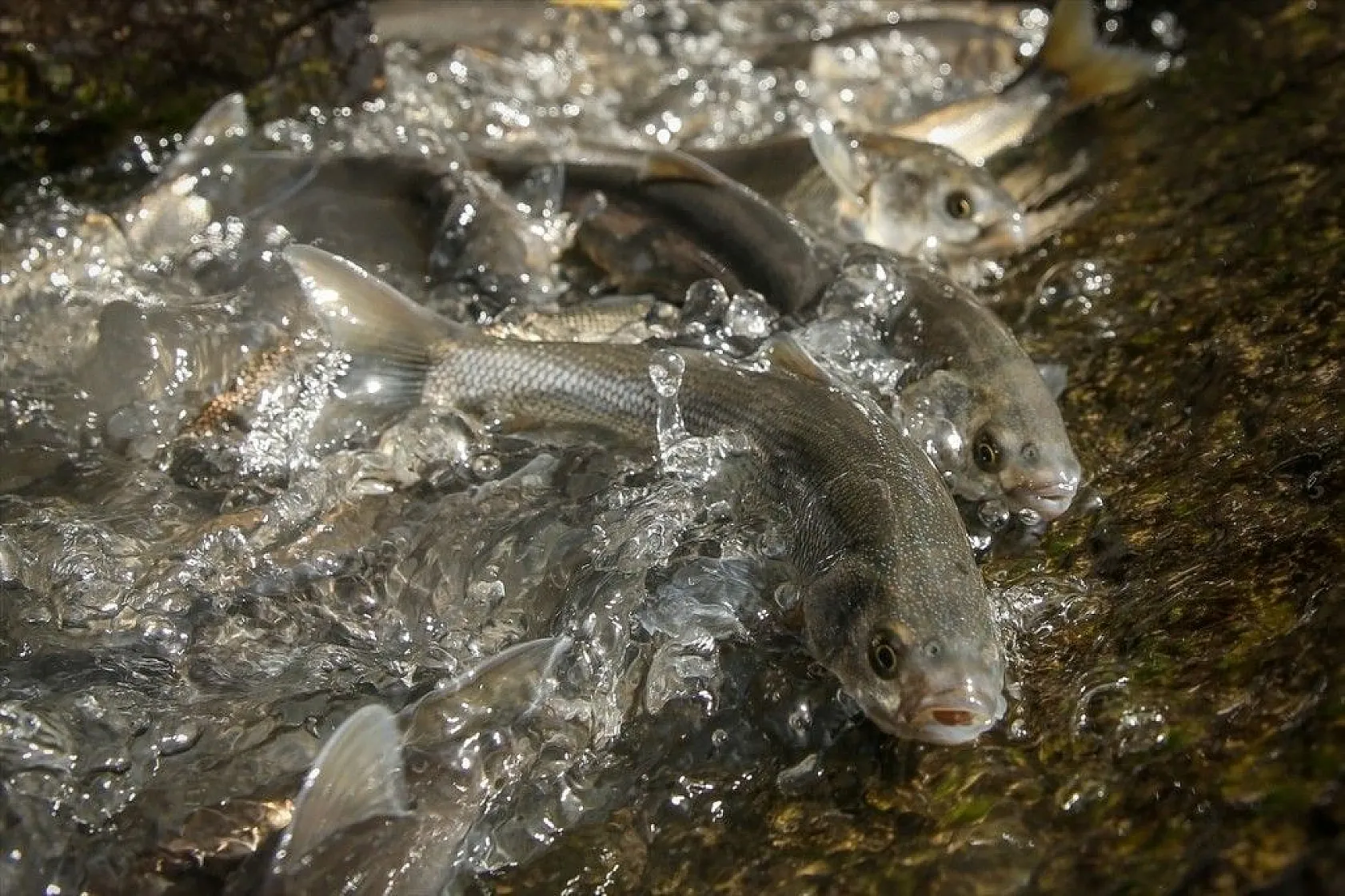 İnci kefalinin zorlu yolculuğu sürüyor