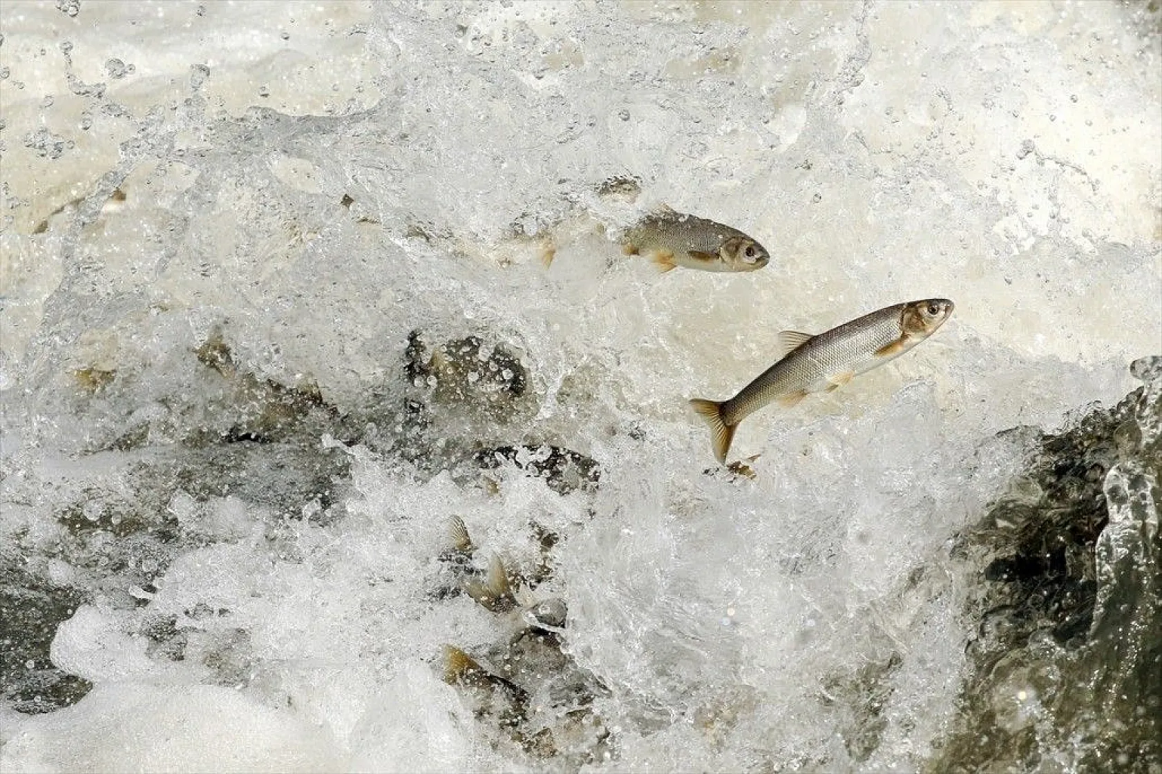 İnci kefalinin zorlu yolculuğu sürüyor