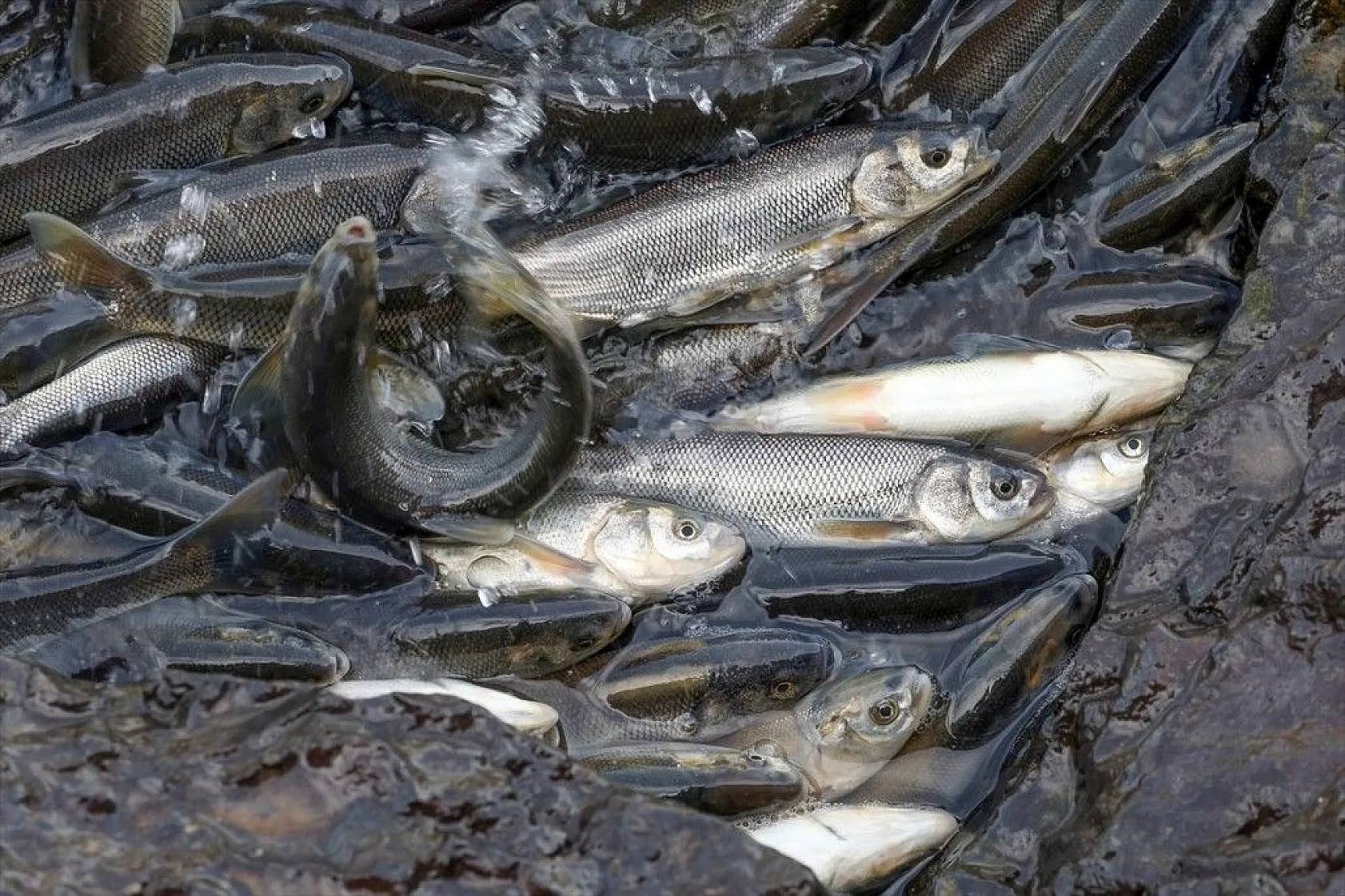 İnci kefalinin zorlu yolculuğu sürüyor