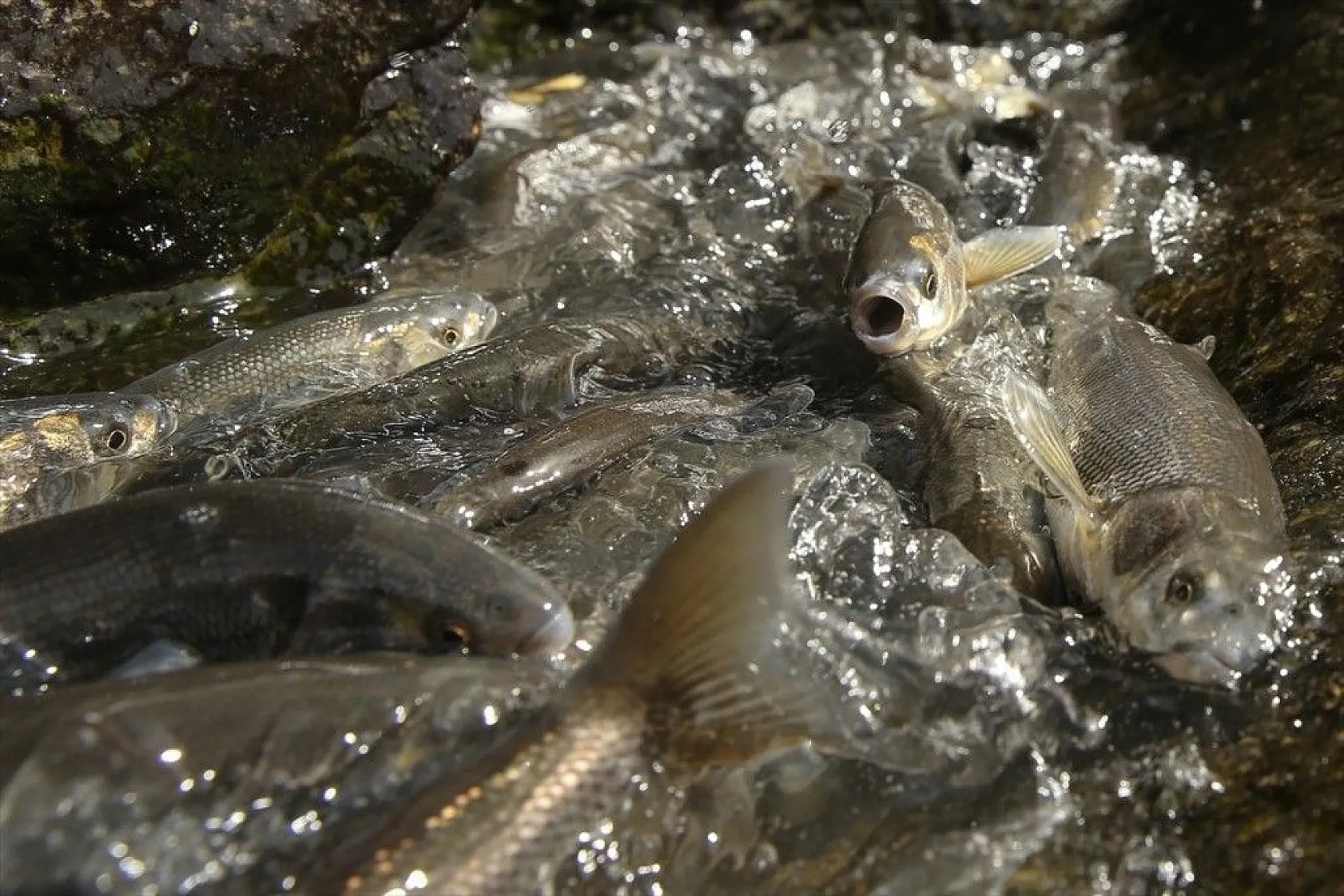 İnci kefalinin zorlu yolculuğu sürüyor