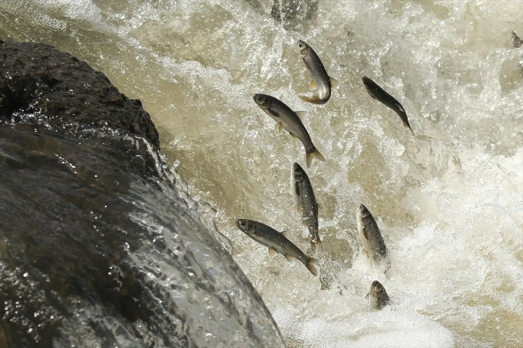 İnci kefalinin zorlu yolculuğu sürüyor