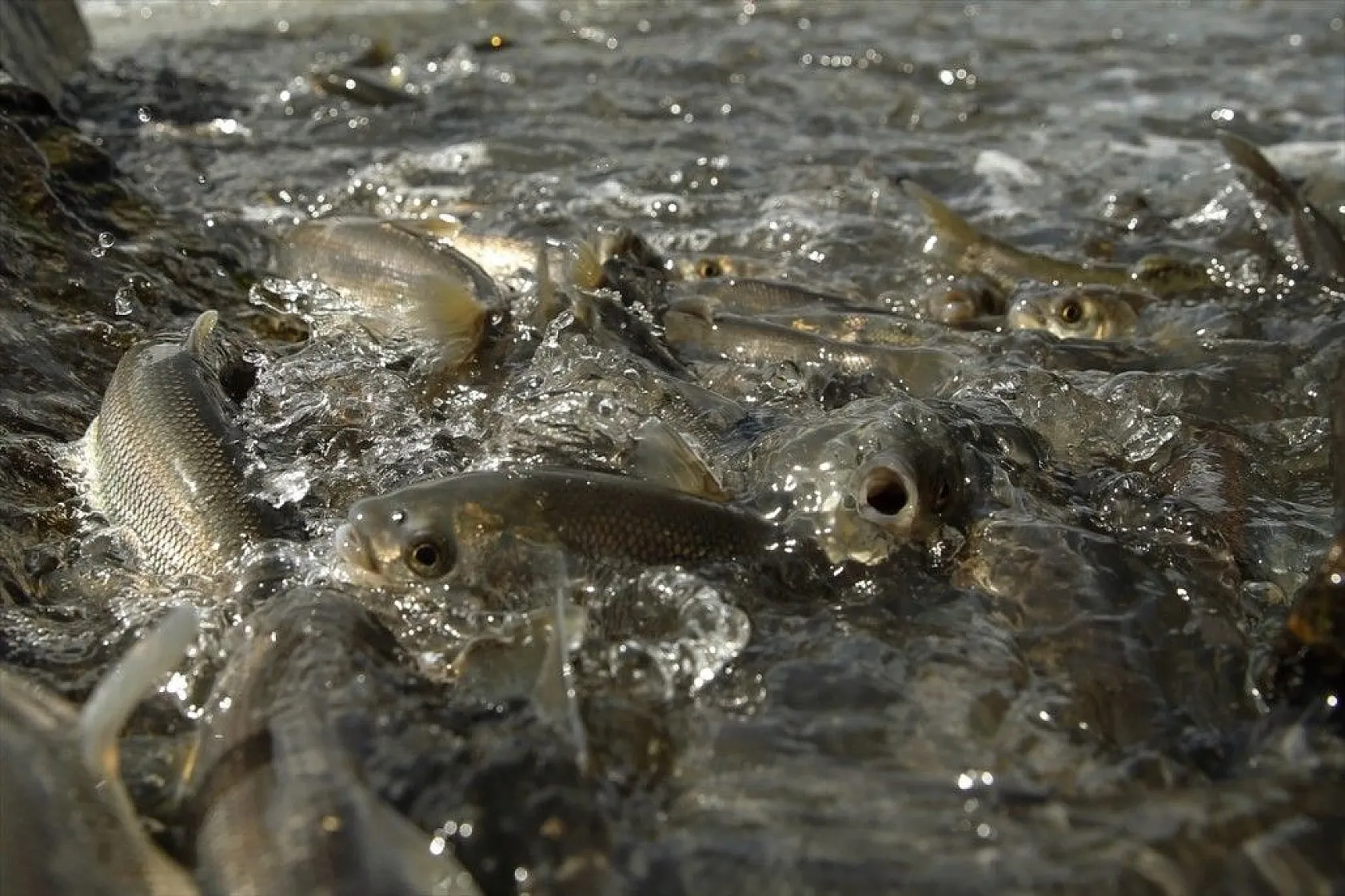 İnci kefalinin zorlu yolculuğu sürüyor