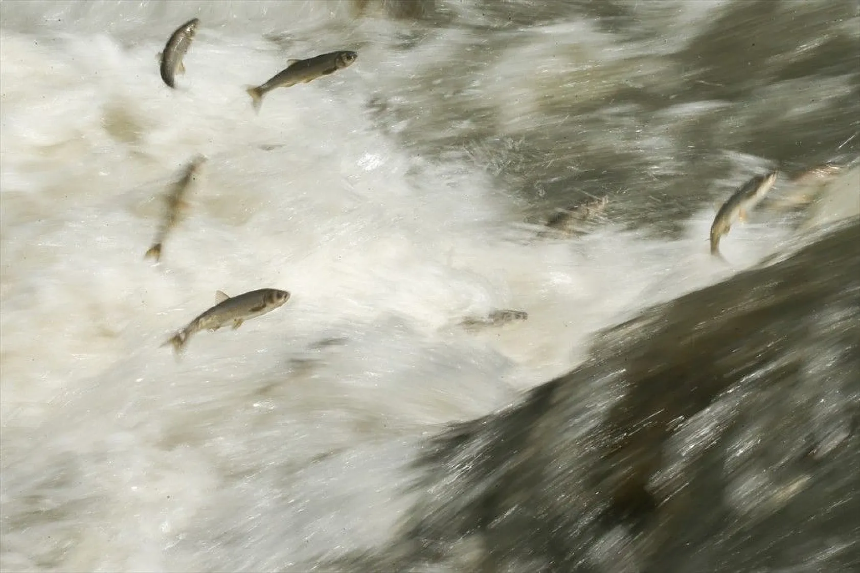 İnci kefalinin zorlu yolculuğu sürüyor