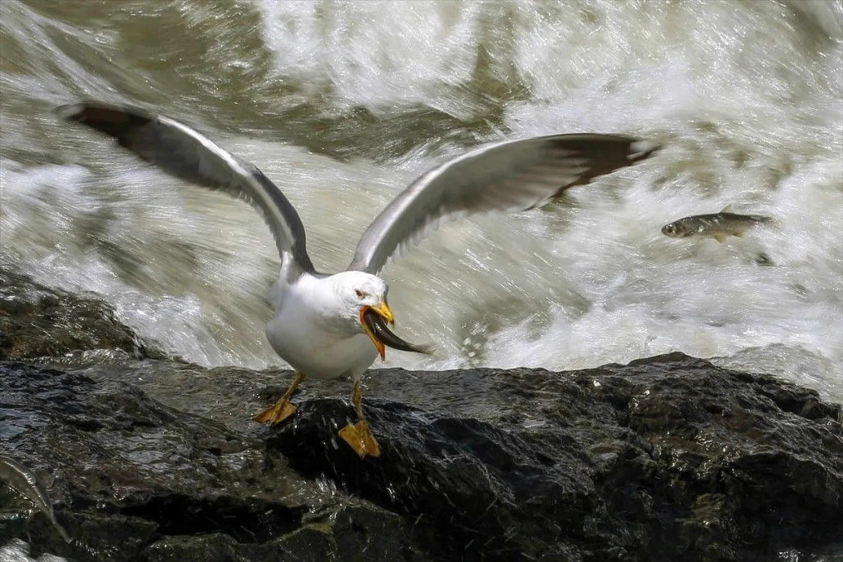 İnci kefalinin zorlu yolculuğu sürüyor