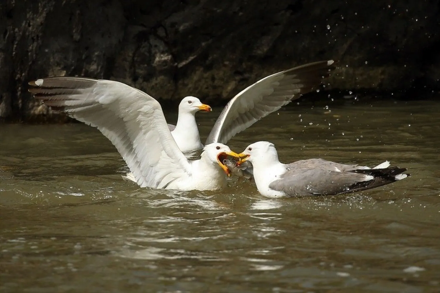 İnci kefalinin zorlu yolculuğu sürüyor