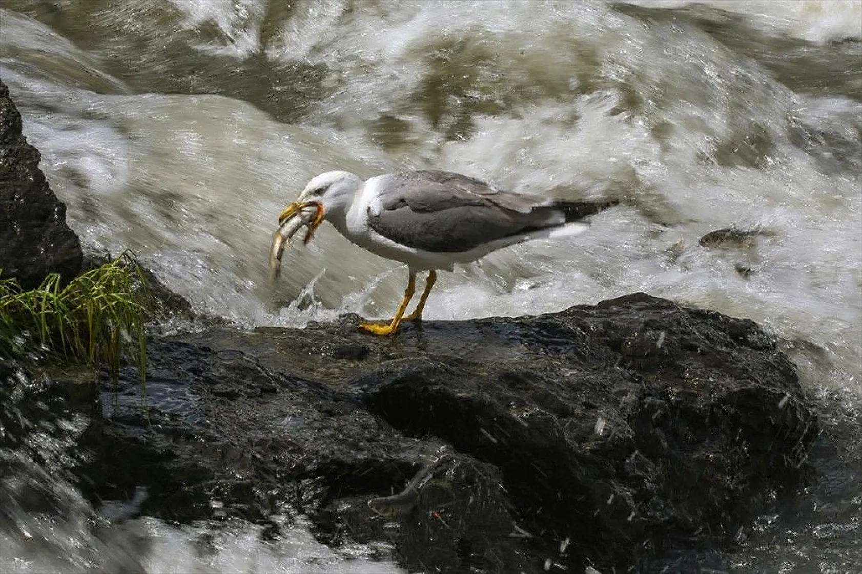 İnci kefalinin zorlu yolculuğu sürüyor