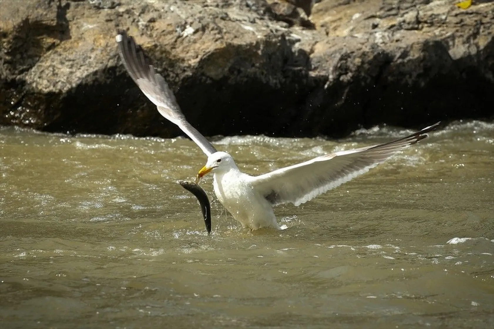 İnci kefalinin zorlu yolculuğu sürüyor