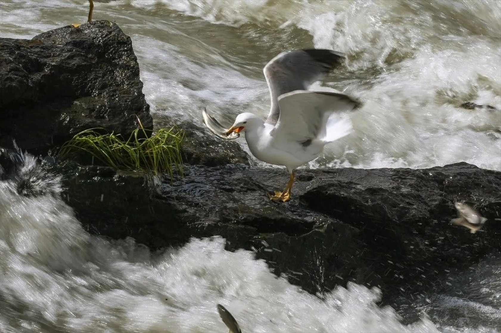 İnci kefalinin zorlu yolculuğu sürüyor